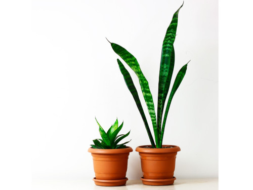 Indoor Plants Online