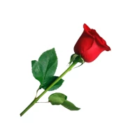 1 Red Rose