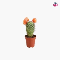 Mini Cacti 